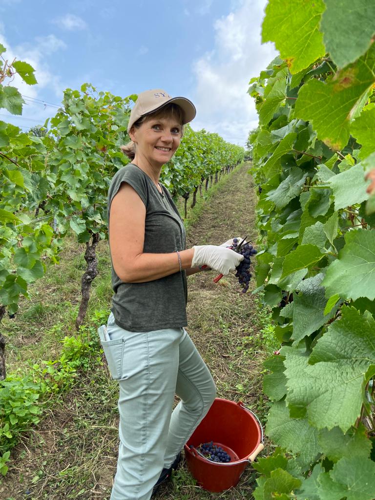 Bild von Monika Köhler bei der Weinlese
